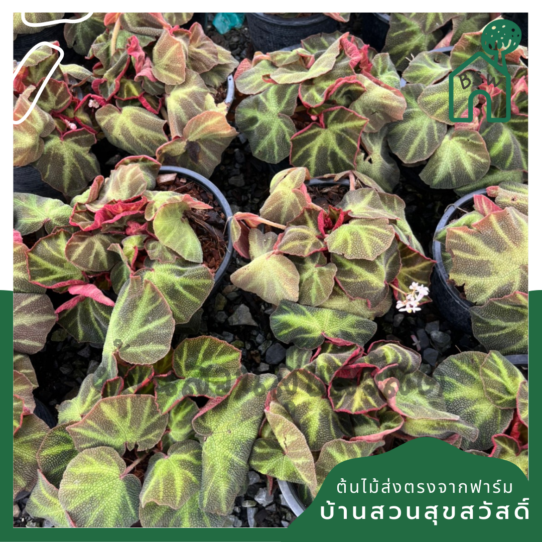 บีโกเนีย (Begonia) ไม้ใบสวยในกระถาง 5-6 นิ้ว