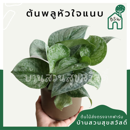 พลูหัวใจแนบซิลเวอร์ (Silver Pothos) ไม้ใบสวยฟอกอากาศในกระถางพร้อมตั้ง