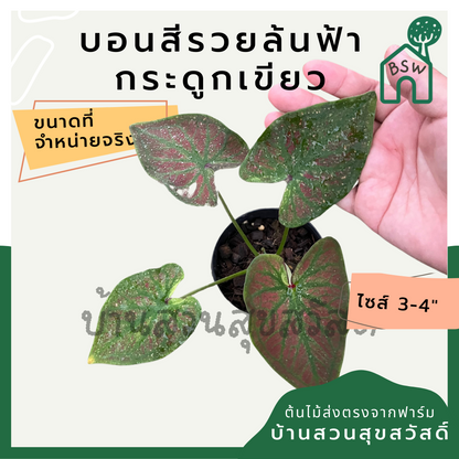 บอนสีรวยล้นฟ้ากระดูกเขียว (Caladium) ไม้มงคลในกระถางพร้อมตั้ง