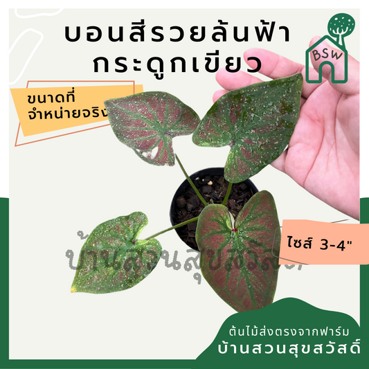 บอนสีรวยล้นฟ้ากระดูกเขียว (Caladium) ไม้มงคลในกระถางพร้อมตั้ง