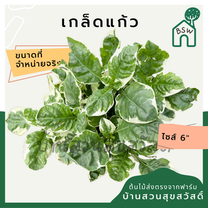 เกล็ดแก้ว (Polyscias Balfouriana 'Marginata') ไม้แดดจัดในกระถาง 5-6 นิ้ว