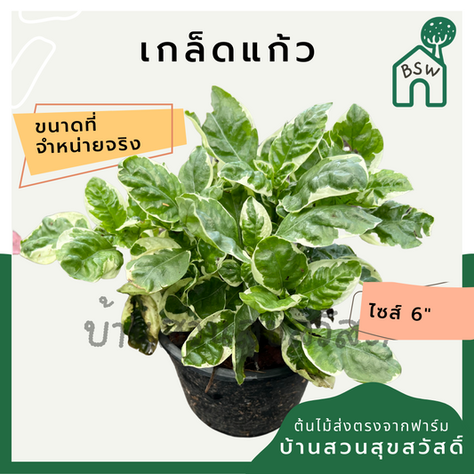 เกล็ดแก้ว (Polyscias Balfouriana 'Marginata') ไม้แดดจัดในกระถาง 5-6 นิ้ว