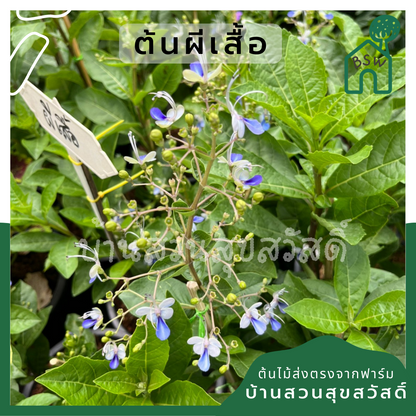 ต้นผีเสื้อ กระถาง 11 นิ้ว ไม้แดด ต้นใหญ่สวยมาก ออกดอกตลอดปี