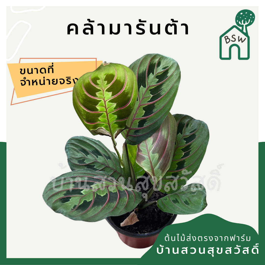 คล้ามารันต้า (Maranta Leuconeura) ไม้ใบสวยในกระถางพร้อมตั้ง