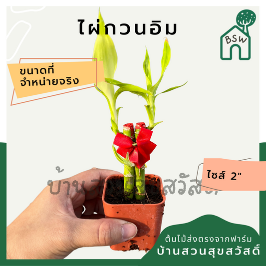 ไผ่กวนอิม กระถาง 2.5 นิ้ว พร้อมโบว์แดง ไม้มงคลเรื่องการงานและความรัก นิยมนำไปปลูกบูชาพระ