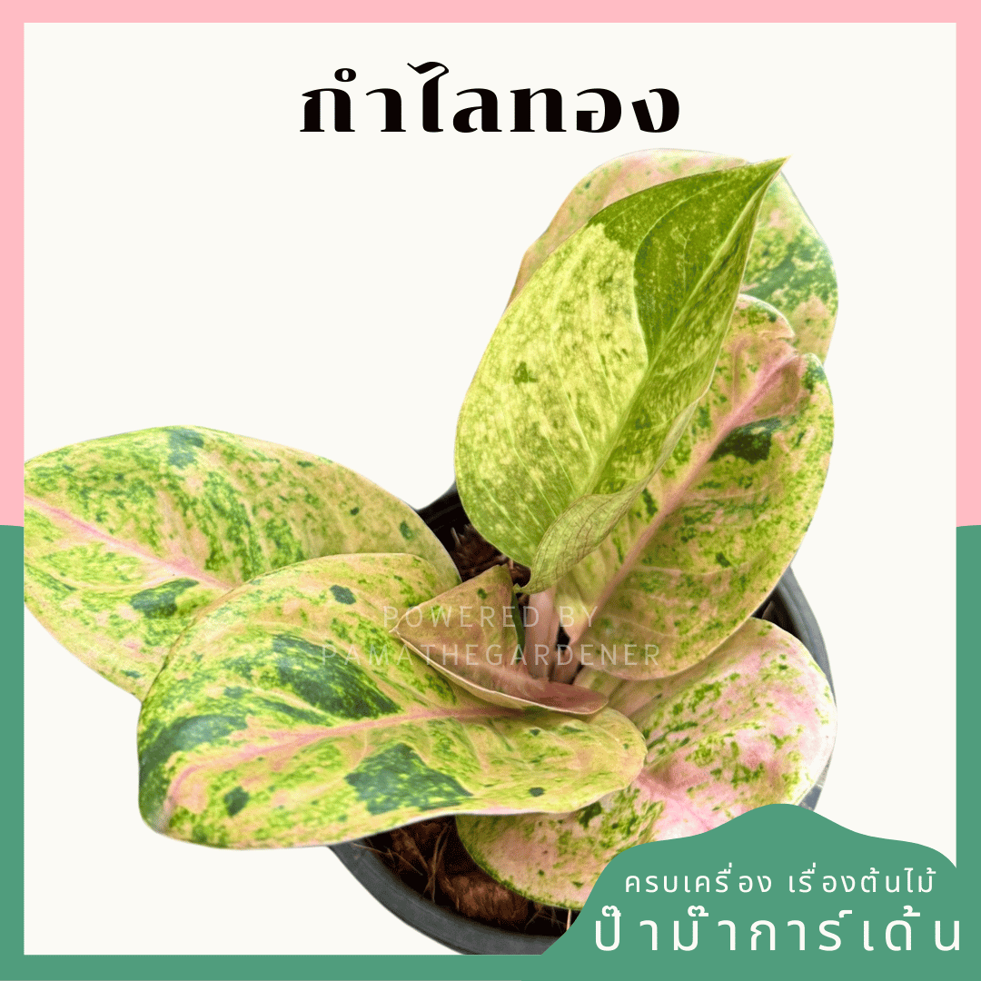อโกลนีม่ากำไลทอง (Kamlai Thong) กระถาง 5 นิ้ว
