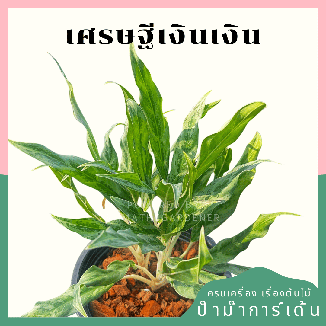 เงินเงิน อโกลนีม่า ส่งพร้อมกระถาง 11 นิ้ว