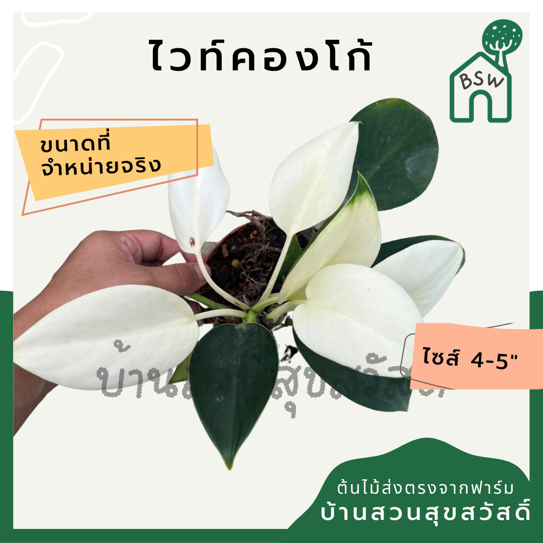ไวท์คองโก (Philodendron White Congo) ไม้ใบสวยในกระถาง