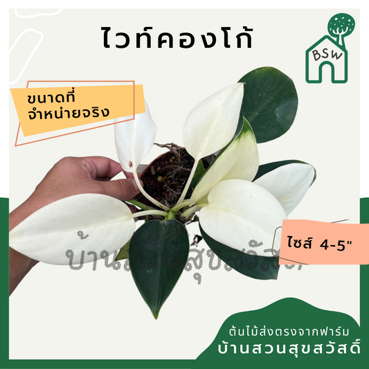 ไวท์คองโก (Philodendron White Congo) ไม้ใบสวยในกระถาง