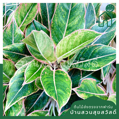 แสงเพชรแสงพลอย (Aglaonema 'Sang Phet Sang Ploi') ไม้มงคลเรียกทรัพย์