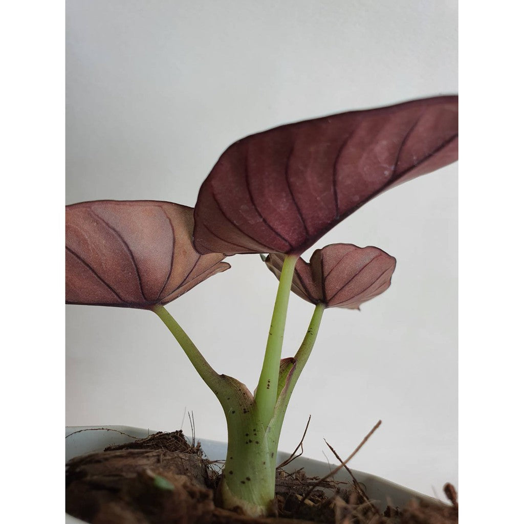 อโลคาเซีย หนังช้าง เนบิวล่า  Alocasia Nebula กระถาง 4 นิ้ว