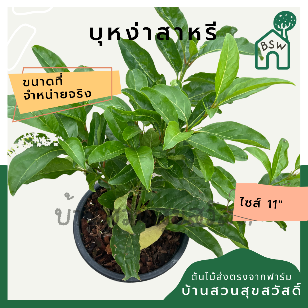 บุหงาส่าหรี | Bungasari | ไม้ดอกหอม ไม้พุ่มจัดสวน กระถาง 11 นิ้ว