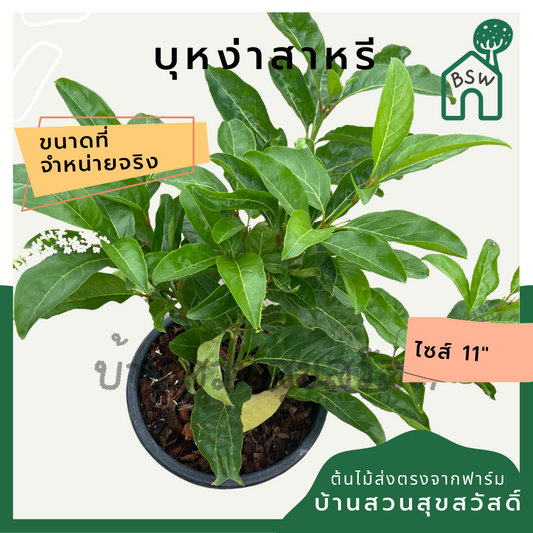 บุหงาส่าหรี | Bungasari | ไม้ดอกหอม ไม้พุ่มจัดสวน กระถาง 11 นิ้ว