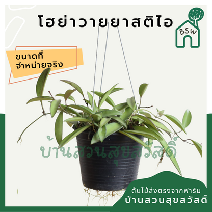 โฮย่าวายยาสติไอ (Hoya Wayetii) ไม้แขวนในกระถาง 4 นิ้ว