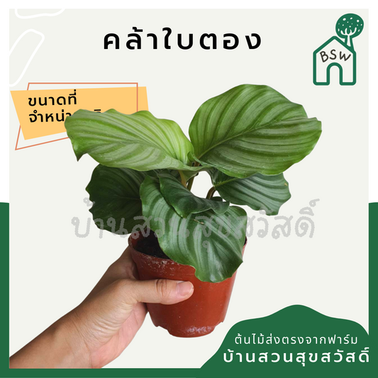 คล้าใบตอง (Calathea) ไม้ใบสวยในกระถางพร้อมตั้ง