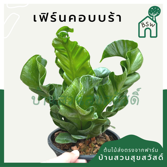เฟิร์นคอบบร้า (Asplenium Nidus 'Cobra') เฟิร์นในกระถาง 5-6 นิ้ว