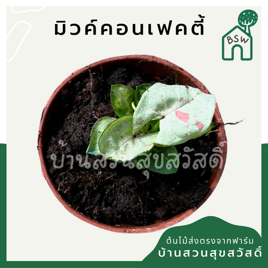ซิงโกเนียมมิลค์คอนเฟตติ (Syngonium 'Milk Confetti') ไม้ใบสวยในกระถางพร้อมตั้ง