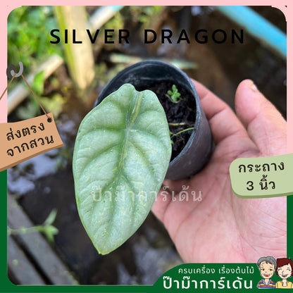 Alocasia variegated Alocasia Silver Dragon Black Velvet Dragon Scale ต้นอโลคาเซียด่าง