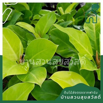 กุมารเรียกทรัพย์ (Philodendron 'Moonlight') ไม้มงคลในกระถาง 4 นิ้ว