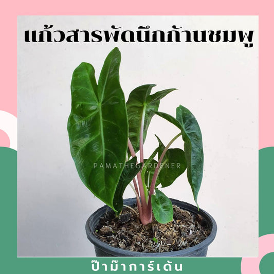 แก้วสารพัดนึกก้านชมพู (Alocasia Pink Dragon) ไม้มงคลในกระถางพร้อมตั้ง