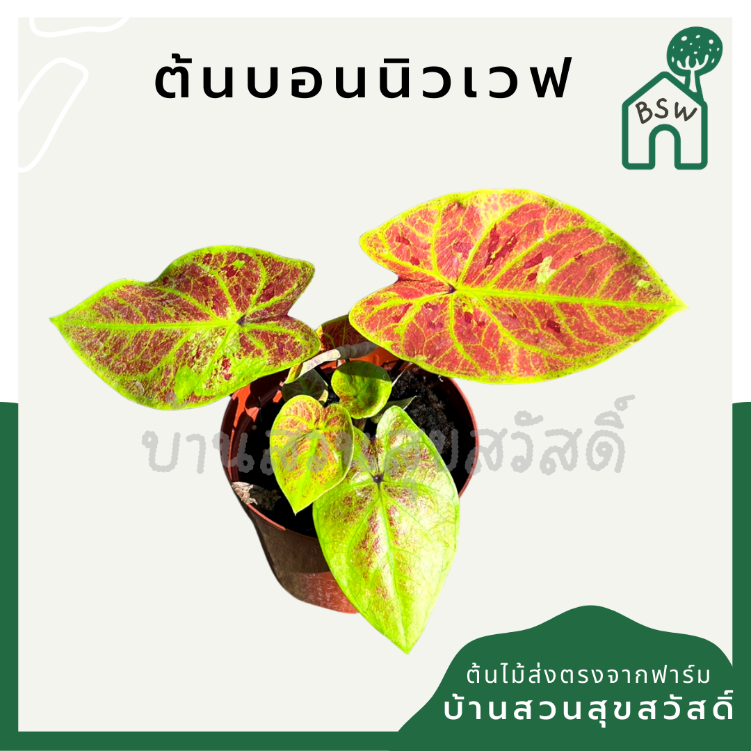 บอนสีนิวเวฟ (Caladium 'New Wave') ไม้ใบมงคลในกระถางพร้อมตั้ง