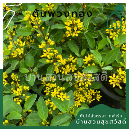 ต้นพวงทอง กระถาง 8 นิ้ว ออกดอกสวยทั้งปี