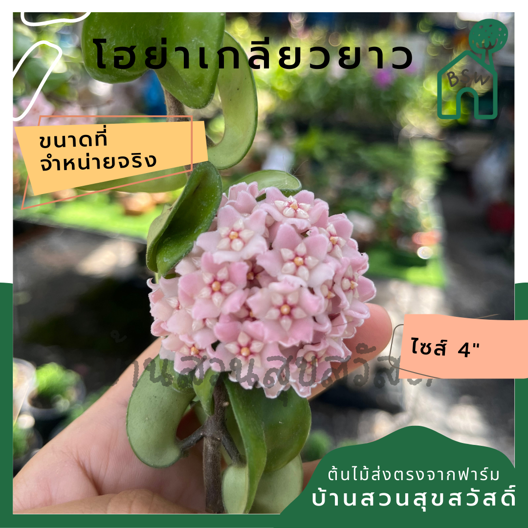 โฮย่าเกลียว แบบยาวๆ เป็นต้นสมบูรณ์ พร้อมออกดอก Hoya compacta