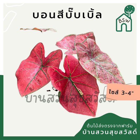 บอนบั้บเบิ้ล (Caladium 'Bubble') ไม้ใบสวยในกระถางพร้อมตั้ง