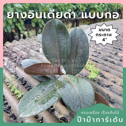 ต้นยางอินเดียแบบกอ 3 ต้น ในกระถาง 4 นิ้ว - Pamathegardener