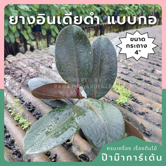 ต้นยางอินเดียแบบกอ 3 ต้น ในกระถาง 4 นิ้ว - Pamathegardener