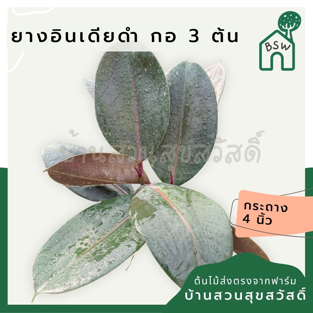 ต้นยางอินเดียแบบกอ 3 ต้น ในกระถาง 4 นิ้ว - Pamathegardener