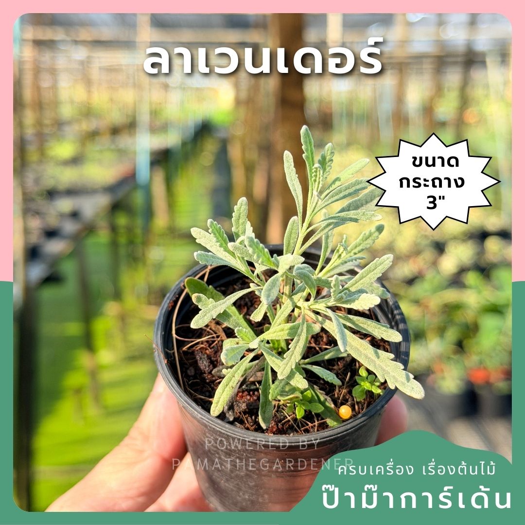 ลาเวนเดอร์ กระถาง 3 นิ้ว – Lavender - Pamathegardener