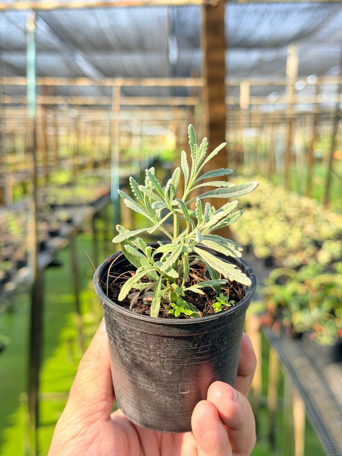 ลาเวนเดอร์ กระถาง 3 นิ้ว – Lavender - Pamathegardener