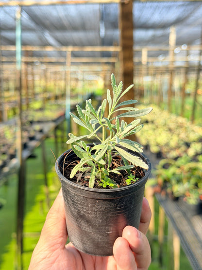 ลาเวนเดอร์ กระถาง 3 นิ้ว – Lavender - Pamathegardener