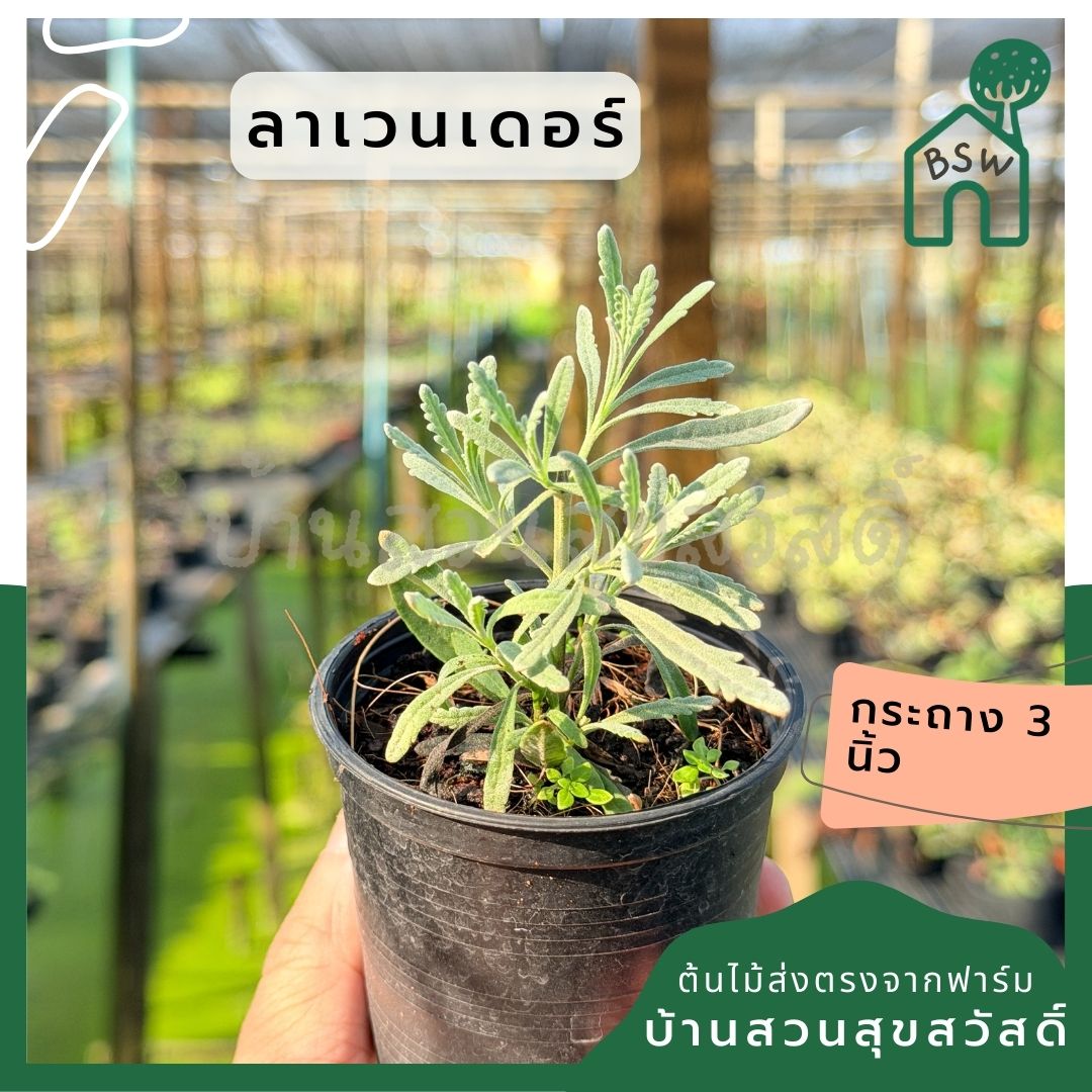 ลาเวนเดอร์ กระถาง 3 นิ้ว – Lavender - Pamathegardener