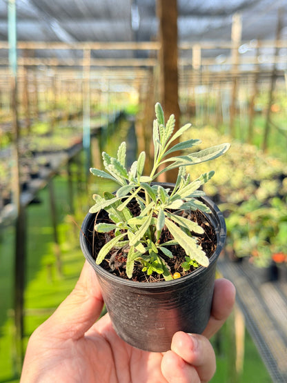 ลาเวนเดอร์ กระถาง 3 นิ้ว – Lavender - Pamathegardener