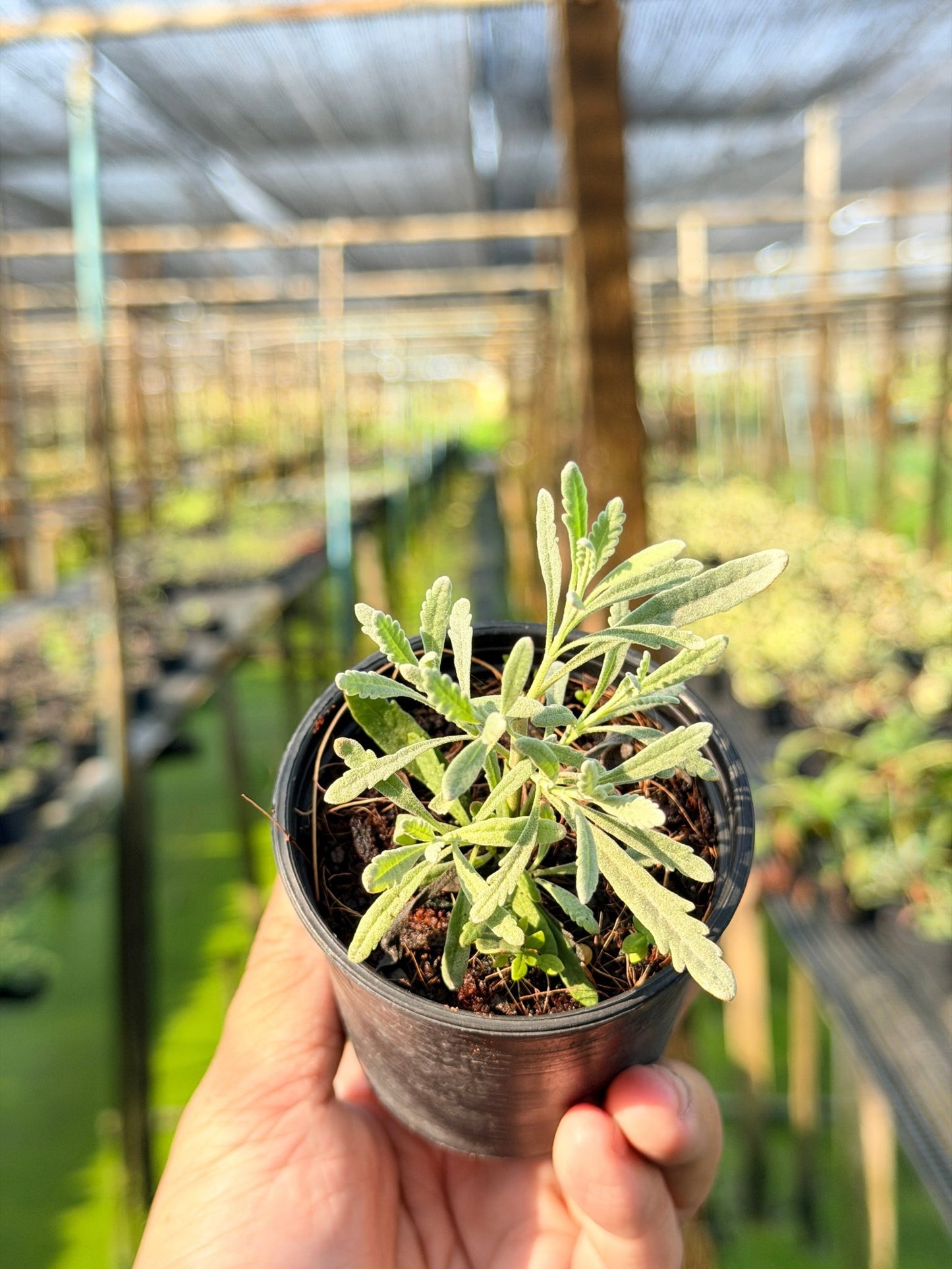 ลาเวนเดอร์ กระถาง 3 นิ้ว – Lavender - Pamathegardener