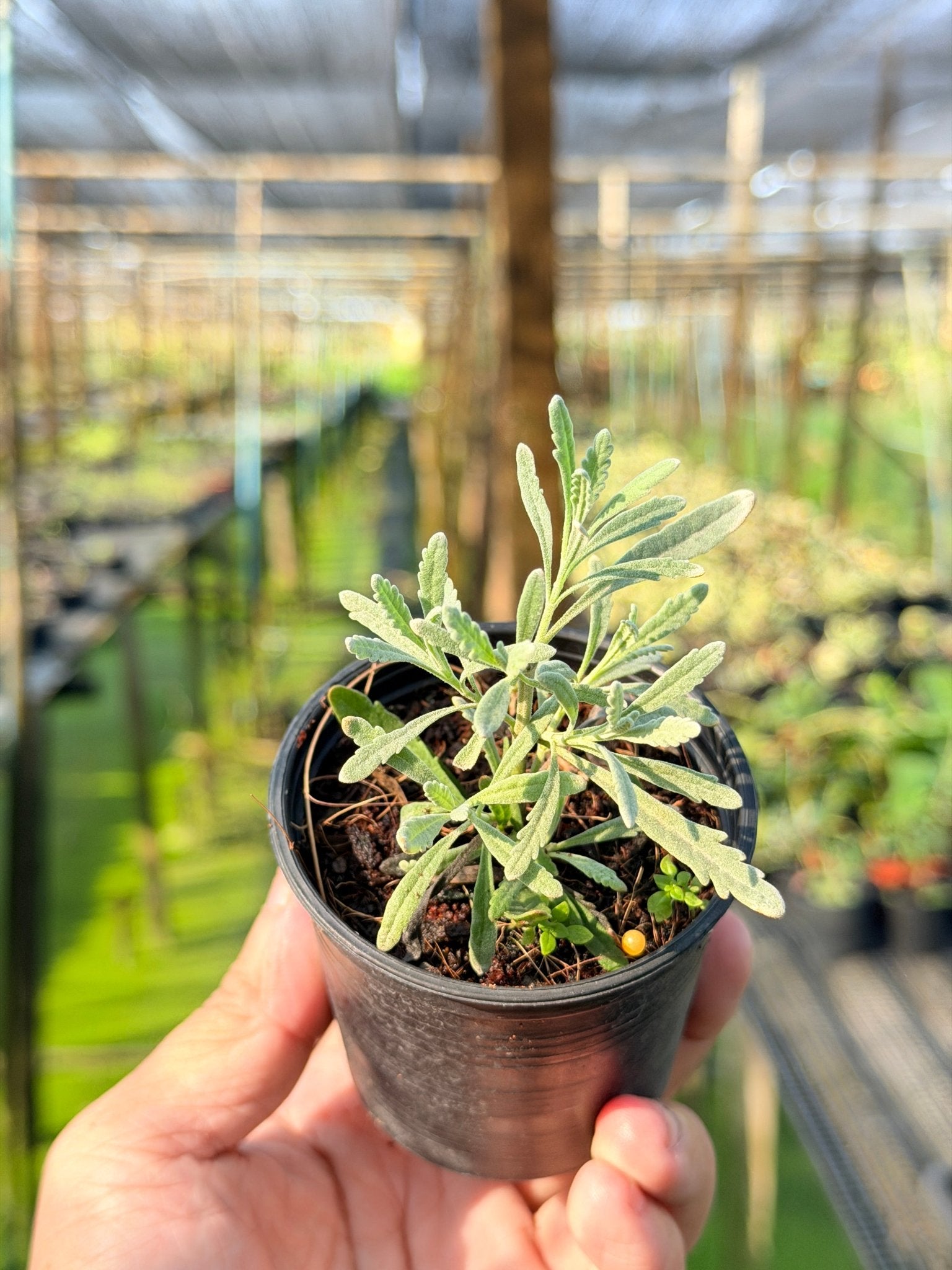 ลาเวนเดอร์ กระถาง 3 นิ้ว – Lavender - Pamathegardener