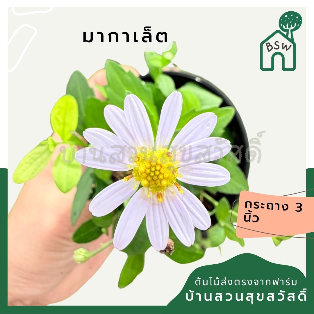 มากาเล็ต กระถาง 3 นิ้ว – Marguerite Daisy - Pamathegardener