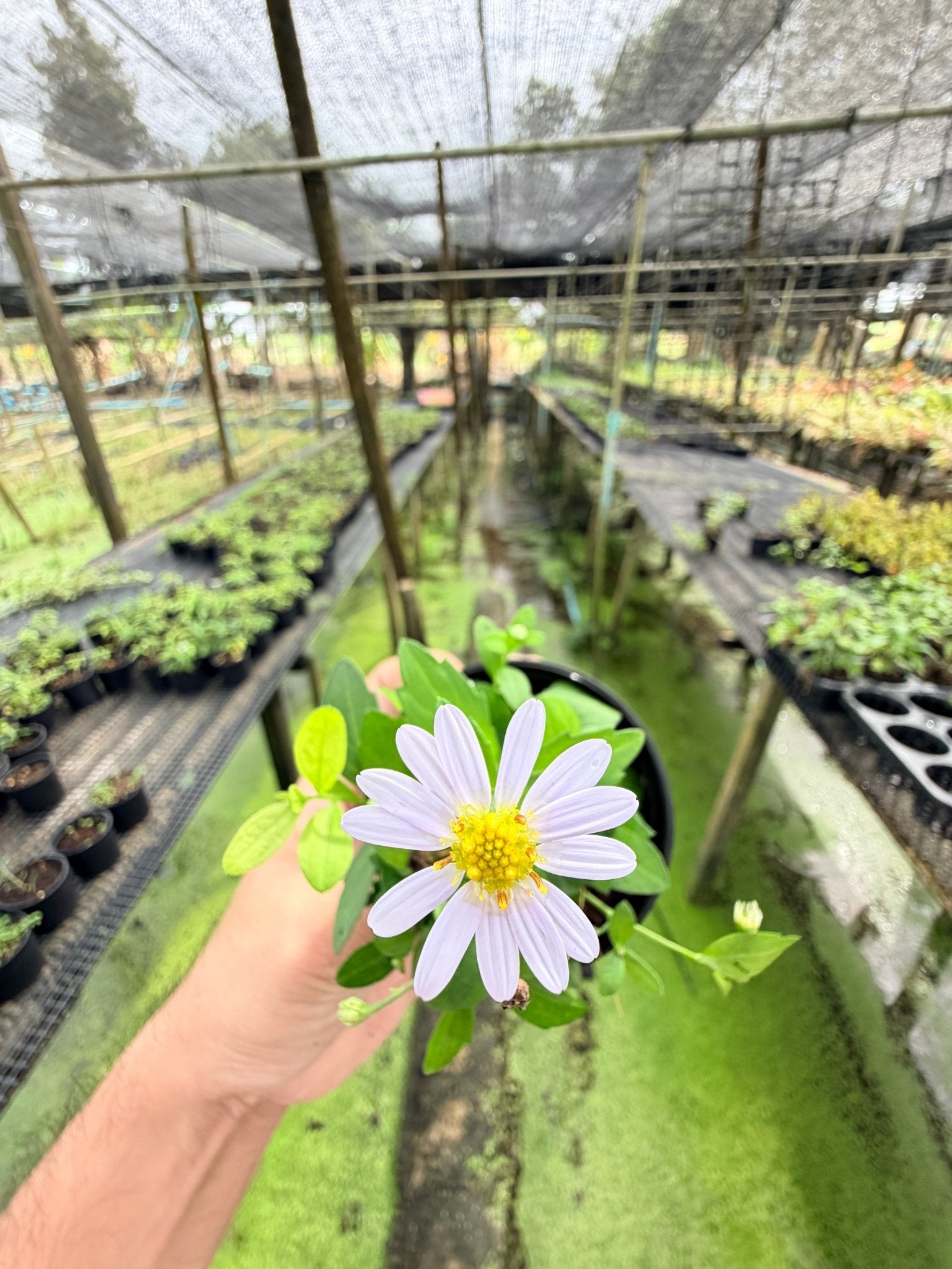 มากาเล็ต กระถาง 3 นิ้ว – Marguerite Daisy - Pamathegardener