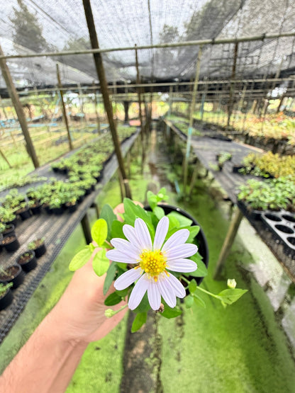 มากาเล็ต กระถาง 3 นิ้ว – Marguerite Daisy - Pamathegardener