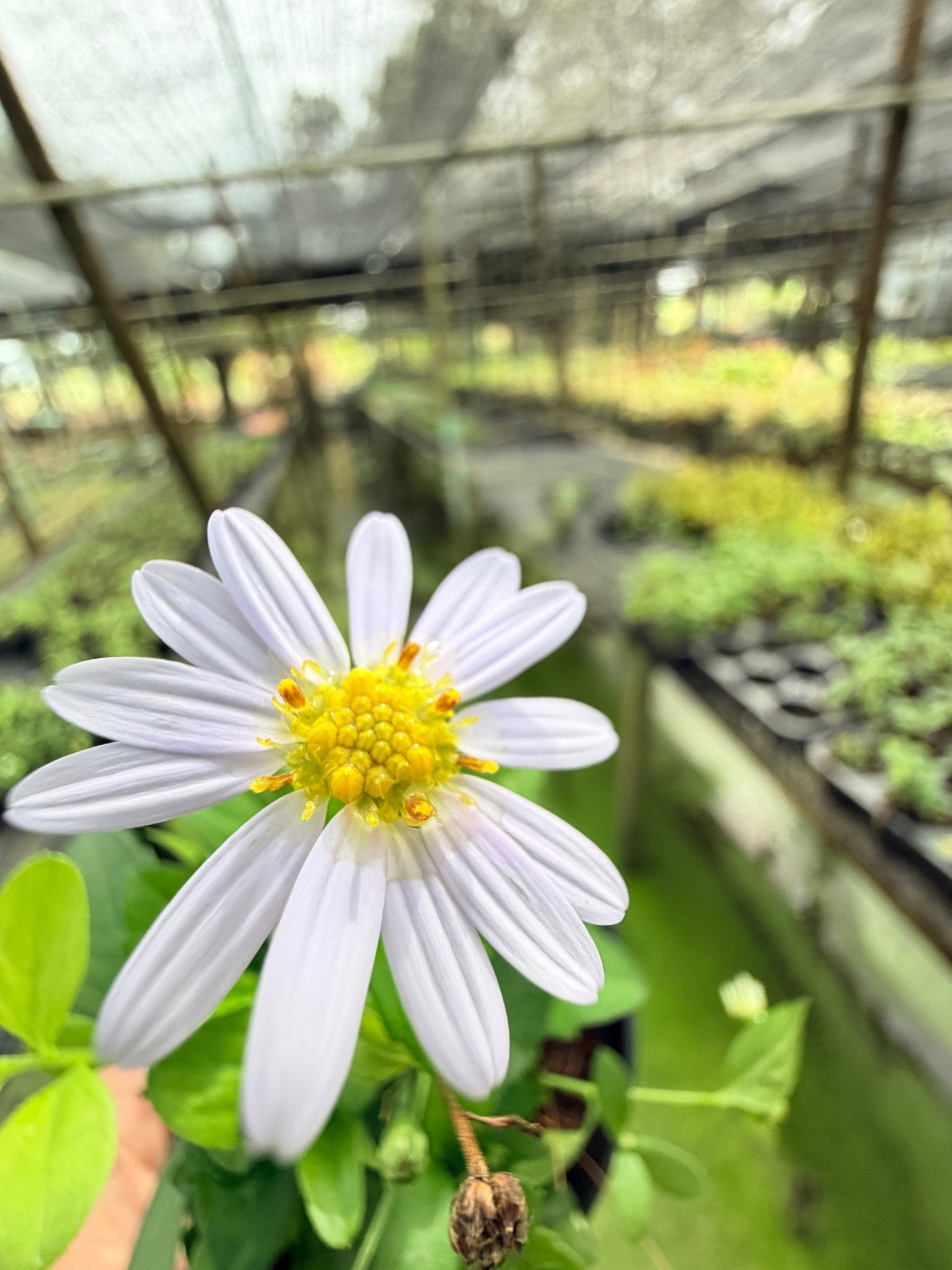 มากาเล็ต กระถาง 3 นิ้ว – Marguerite Daisy - Pamathegardener