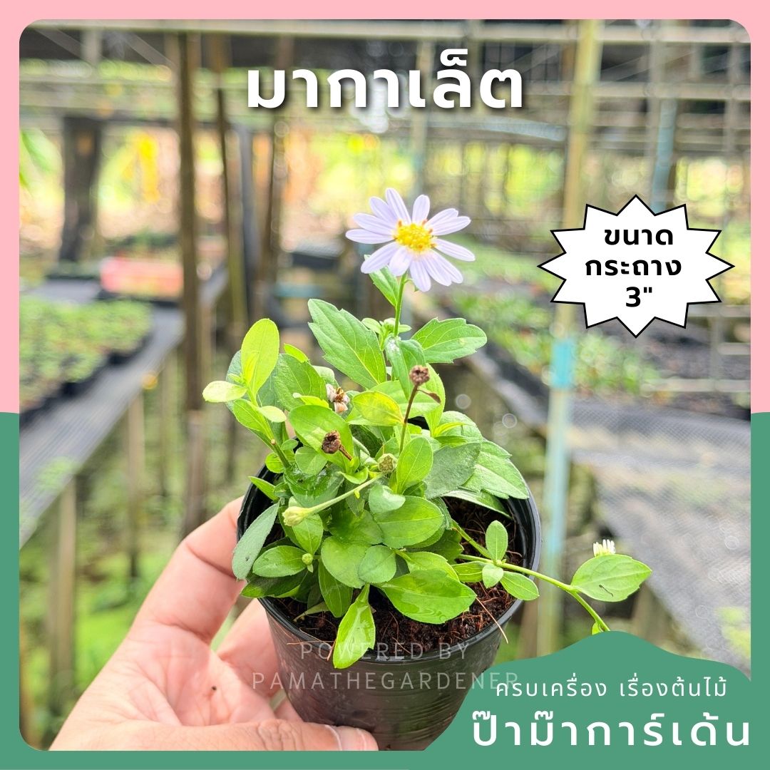 มากาเล็ต กระถาง 3 นิ้ว – Marguerite Daisy - Pamathegardener
