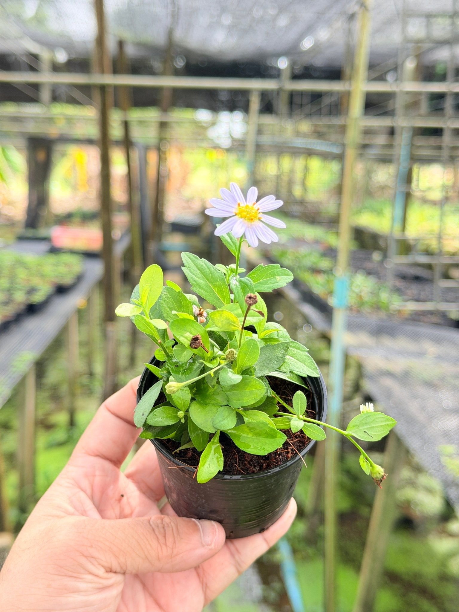 มากาเล็ต กระถาง 3 นิ้ว – Marguerite Daisy - Pamathegardener