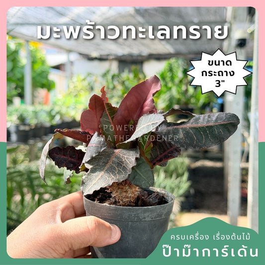 มะพร้าวทะเลทราย พร้อมกระถาง 3 นิ้ว - Pamathegardener