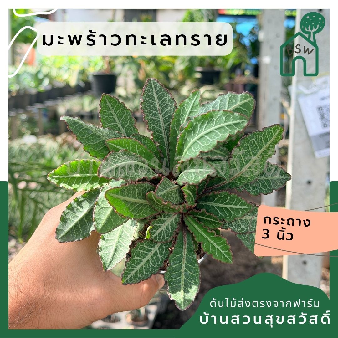 มะพร้าวทะเลทราย พร้อมกระถาง 3 นิ้ว - Pamathegardener
