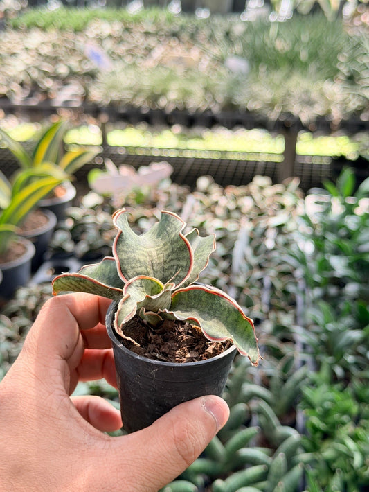 ซิลเวอร์บลู พร้อมกระถาง 3 นิ้ว - Pamathegardener