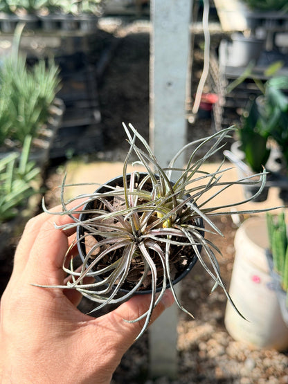 กิเลน พร้อมกระถาง 3 นิ้ว - Pamathegardener