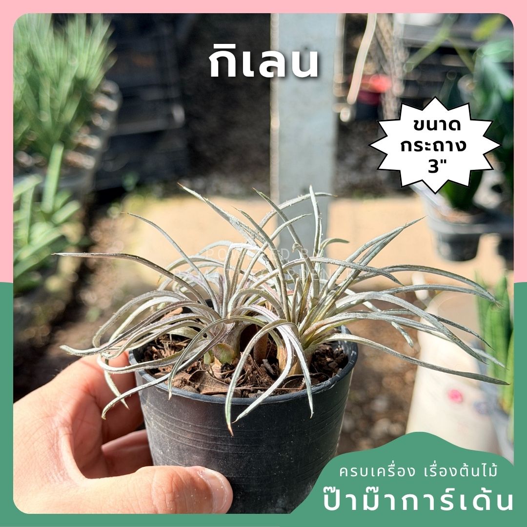 กิเลน พร้อมกระถาง 3 นิ้ว - Pamathegardener