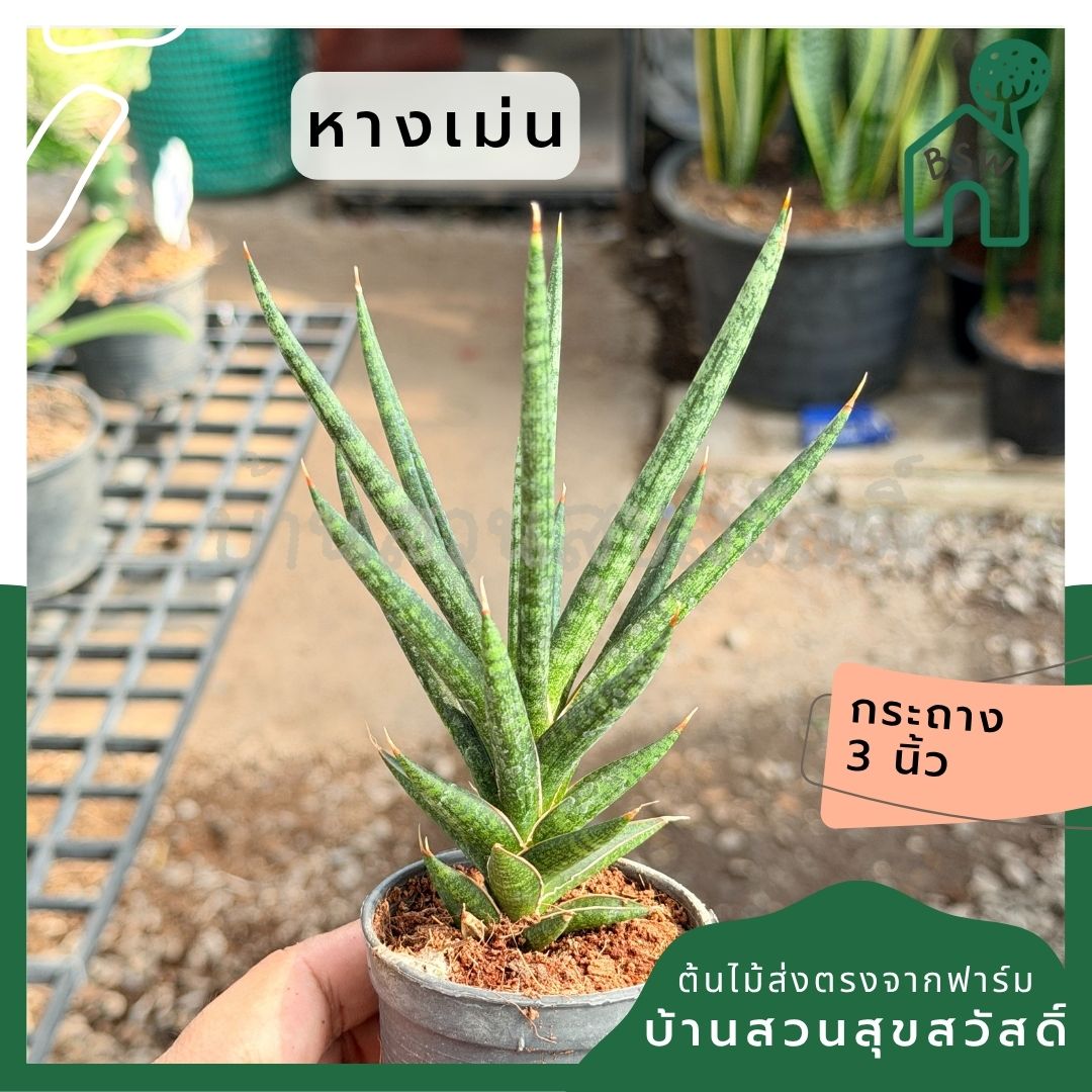 หางเม่น พร้อมกระถาง 3 นิ้ว - Pamathegardener
